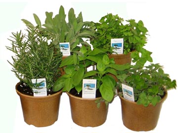 5in Herb Assortment