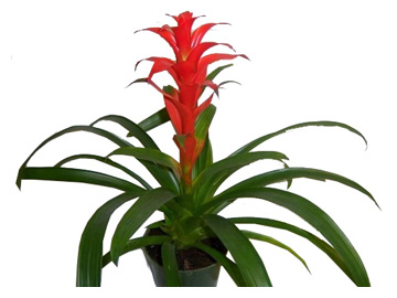 6in Bromeliad
