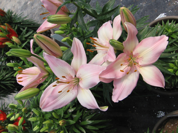 1GL Asiatic Lily